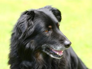 karma dla psa senior